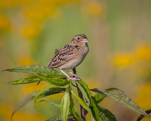 georgia sparrow breeding gilmer ellijay emberizidae grasshoppersparrow ammodramus savannarum emberizine cohuttacabinspringgilmer
