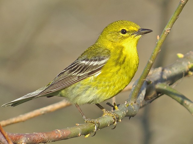 Pine Warbler at Ewing Park in Bloomington, IL 46