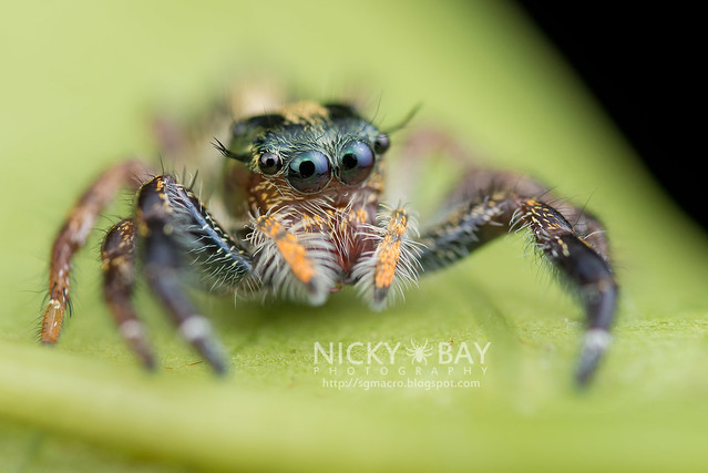 Jumping Spider (Salticidae) - DSC_0513