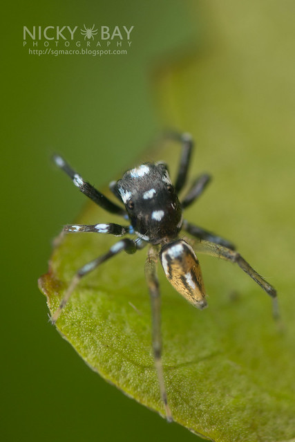Jumping Spider (Phintella sp.) - DSC_2912