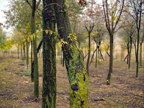 parque naturaleza musgo arbol otoño rocío noblejas