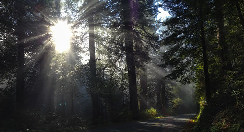 california road panorama sun northerncalifornia unitedstates bigtrees orick redwoodsnationalpark newtonbdruryscenicparkway