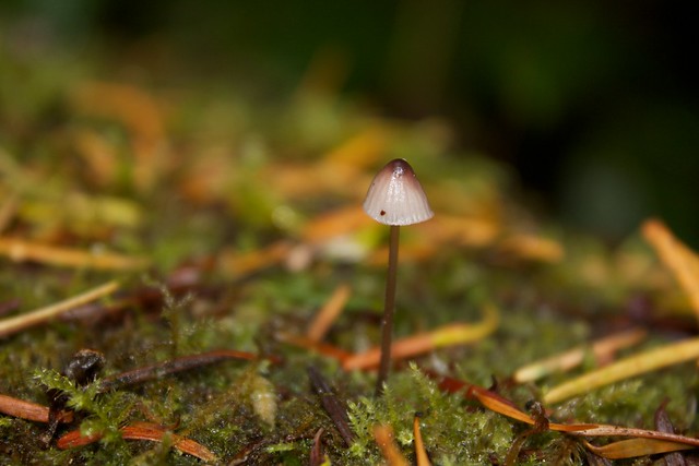 Tiny Mushroom Macro