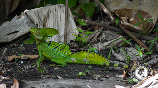 Lizard Cahuita National Park