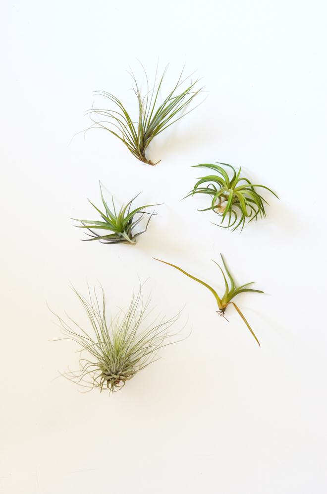 air plants and rocks
