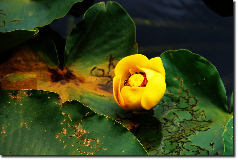 Yellow Pond Lily 3