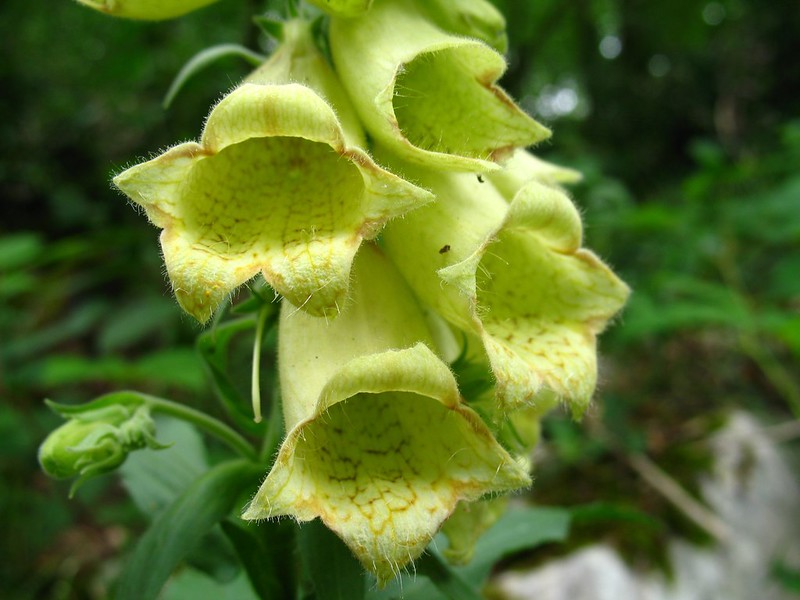 Veliki naprstak, Digitalis grandiflora