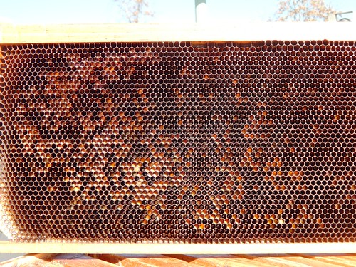 Honey comb from the hive