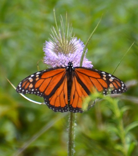 summer orange butterfly insect stripes thistle meadows august meadowlands monarch mariposa schmetterling farfalle inthewild mygearandme mygearandmepremium jennypansing