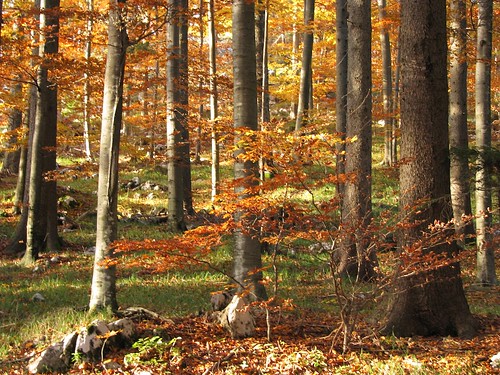 fall nature alberi natura slovenia slovenija albero piante autunno pianta