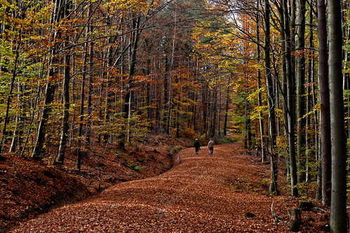 autumn fall forest germany geotagged herbst wald badenwuerttemberg löwenstein löwensteinerberge sonydscrx100m2 chauseehaus