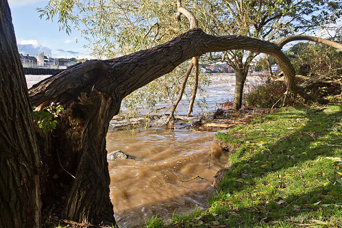 city uk england storm tree broken nature river landscape aftermath october arch shadows force power riverside flood wind britain timber over ripped stormy down willow devon exeter fallen damage trunk torn riverbank blown exe stjude felled torrents spate 2013 copyright©keithbowden2013