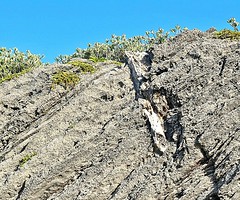 Fossil palmetto at Gurnet Head