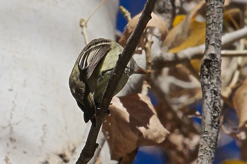 arizona unitedstates flycatcher tyrannidae billwilliamsnwr empidonaxdifficilisoccidentaliswestern