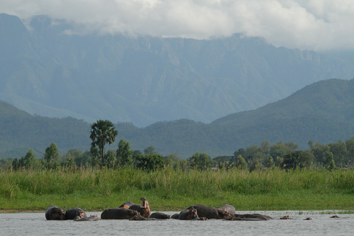 africa water animal river malawi hippo gamepark wildlifepreserve liwonde ef70200mmf28lisusm liwondenationalpark shireriver canoneos7d