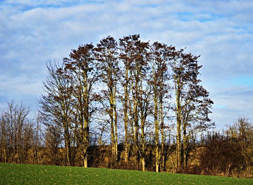 trees sky nature google nikon flickr belgium hdr picassa gingelom d5100
