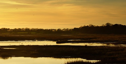 uk winter light sunset sea sky sun colour reflection water beauty birds reflections gold golden wings afternoon gull flock january clarity clear dorset reds waders poole upton stevemaskell 2014 pooleharbour holesbay naturethroughthelens