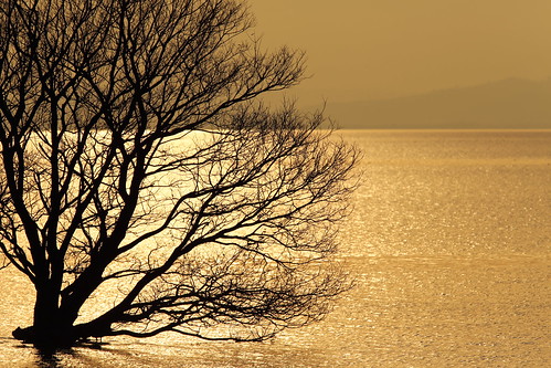 winter light reflection nature water landscape lakeside 日本 shiga kohoku biwalake biwako 琵琶湖 湖北 滋賀県 goldenhours canonef300mmf28lis canoneos5dmarkⅲ
