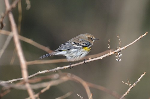 usa bird virginia va warbler hanovercounty setophaga yellowrumpedmyrtlewarbler yrwa taxonomy:common=yellowrumpedmyrtlewarbler setophagacoronatacoronata taxonomy:trinomial=setophagacoronatacoronata patrickhenry’sscotchtown