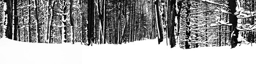 winter blackandwhite snow tree forest lith