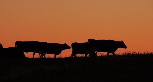 sunset cow silhoulette