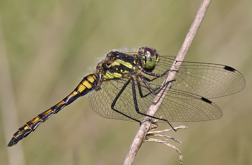 black insect dragonfly darter odonata