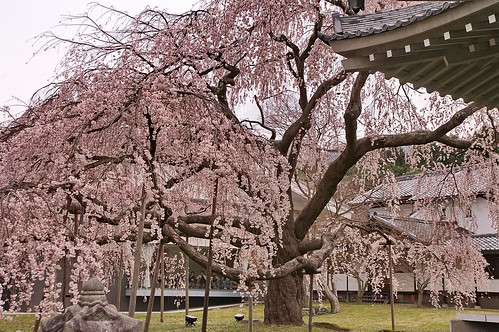 【写真】2013 桜 : 醍醐寺/2021-10-20/IMGP9037