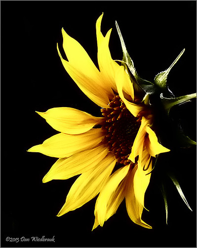 Sunflower-side