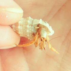 #hermit #crab #belize #sanpedro #unbelizable #nature