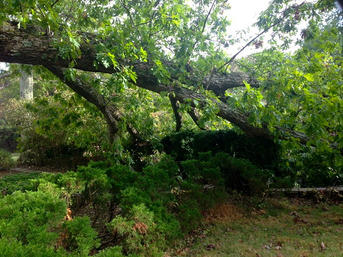 Big oak tree broken branch