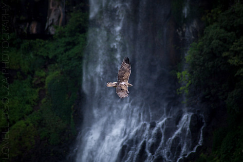 india eagle windmills waterfalls maharashtra thoseghar chalkewadi