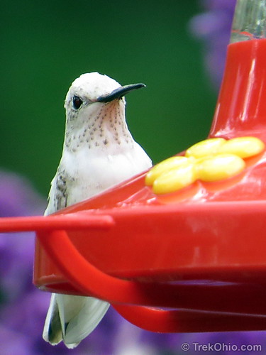 White (Leucistic) Ruby-throated Hummingbird