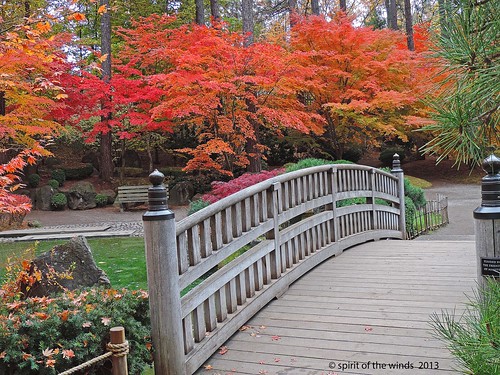 autumn fall japanesegarden naturewatcher nikonflickraward spokanewashingtonstate