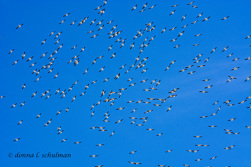 Texas: White Pelicans Over the King Ranch