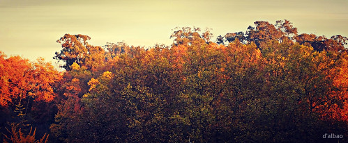wood autumn trees window landscape ventana árboles december paisaje galicia bosque otoño vigo diciembre castrelos dalbao francodalbao fujifilmhs50exr