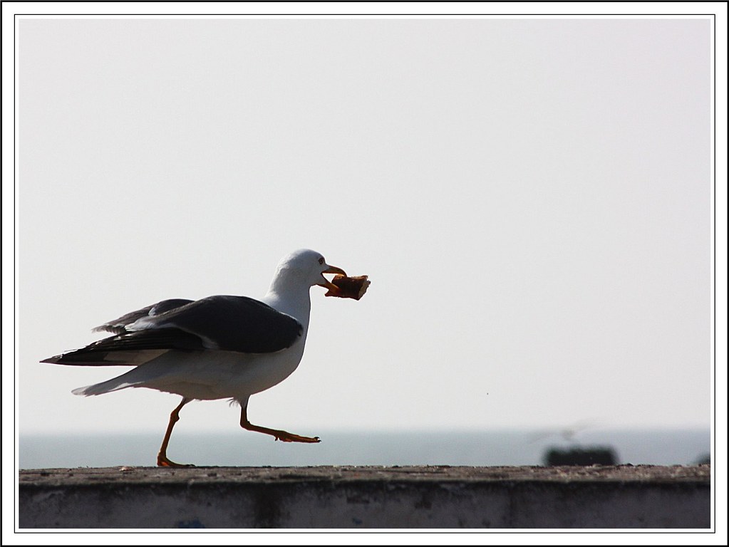 Les oiseaux d'Essaouira II 13991334095_3c86ede044_b