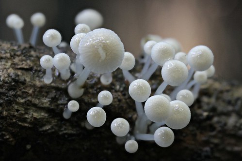 newzealand mushroom fungi nz waikato range mycena ngaruawahia hakarimata roridomyces austrororida austrororidus