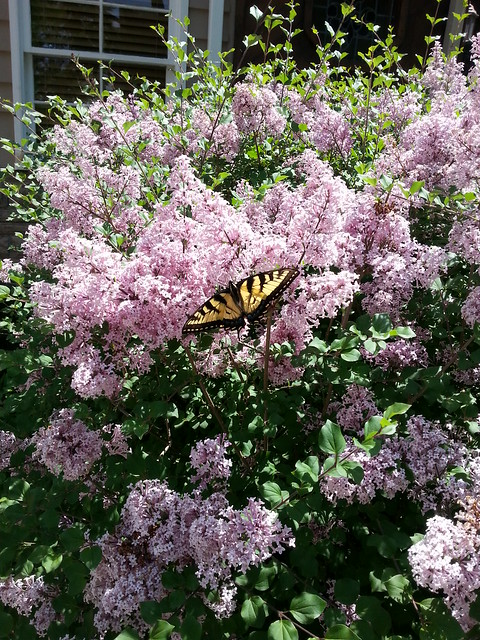 Swallowtail and lilac