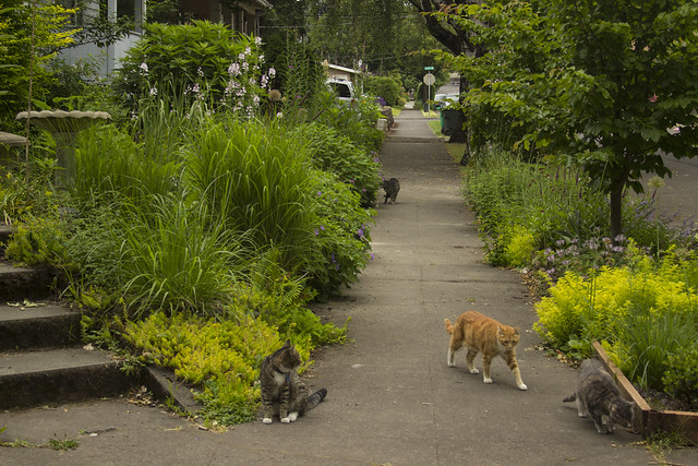 North Garden With Cats