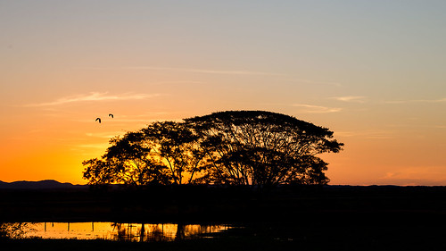 sunset pordosol brazil tree nature beauty brasil photo san francisco tramonto natureza dourado fernando beleza fotografia miranda árvore são mato sul pantanal fazenda grosso stankuns