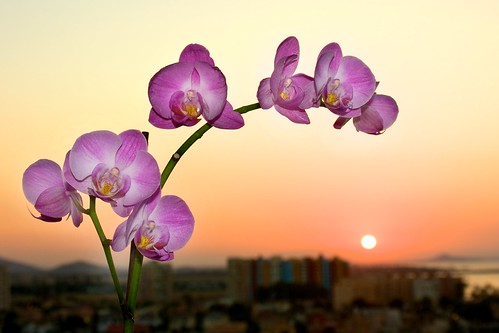 sunset naturaleza orchid flower nature twilight spain flickr flor murcia orquidea puestadesol cartagena crepúsculo anggarfer