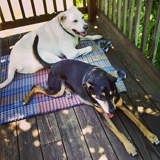 My boys lounging on the deck #dogstagram #seniordog #ilovemydogs #instadog #coonhoundmix #labmix #ilovebigmutts