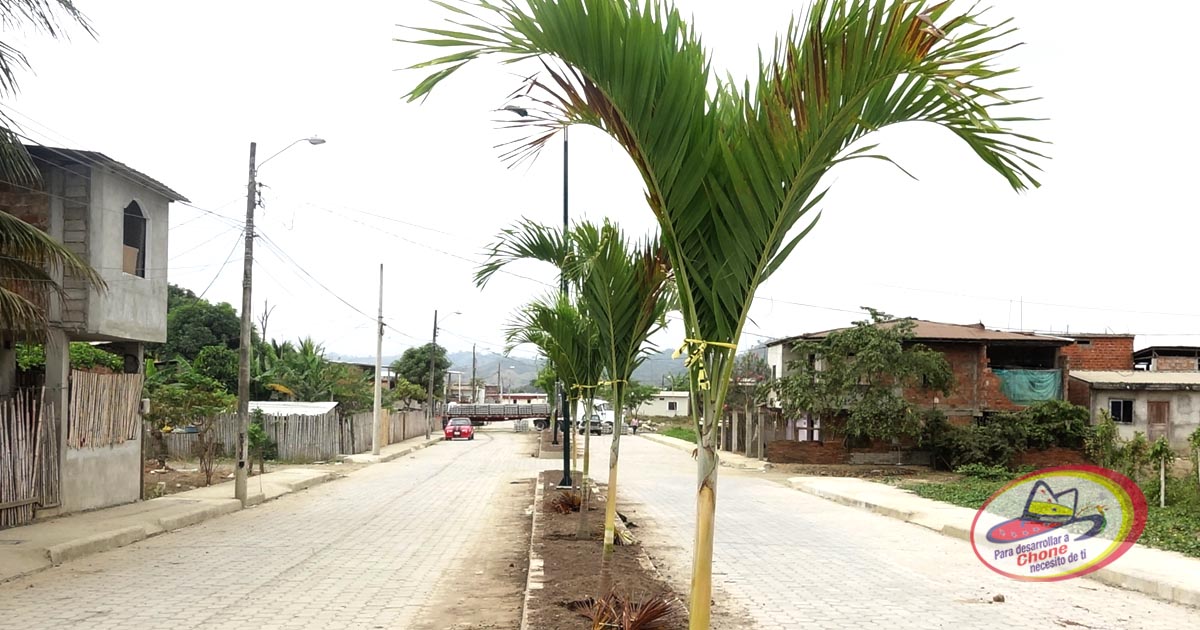Siembran palmeras en la calle Emilio Hidalgo