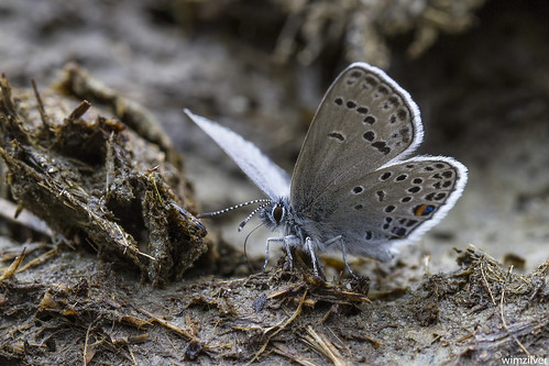 macro butterfly schweiz switzerland vakantie 7d vlinder zwitserland macrofotografie veenbesblauwtje plebejusoptilete canon100mmf28lismacro