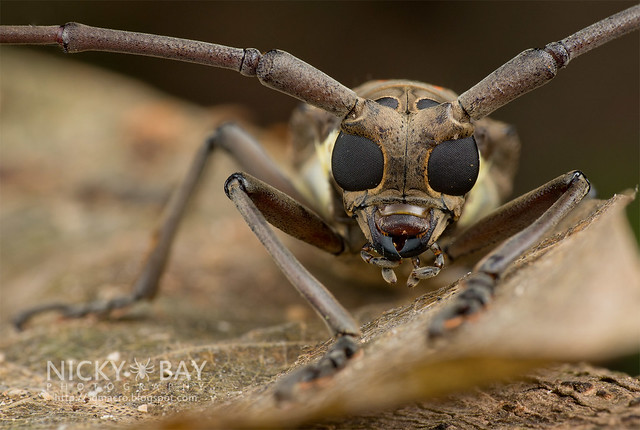 Mango Longhorn Beetle? (Bartocera rubus) - DSC_2080