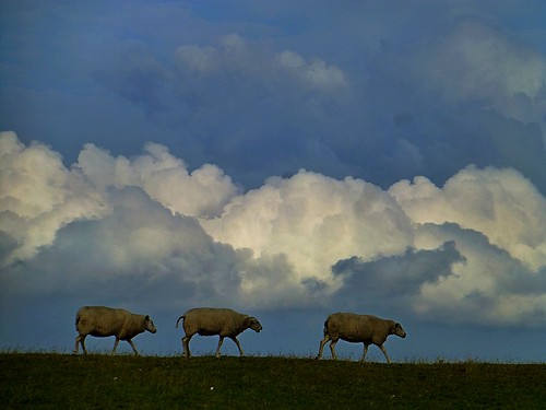 holland clouds sheep dike blinkagain