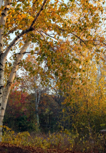 autumn autumnfoliage trees light sunlight tree fall nature leaves colorful fallcolors autumncolors fallfoliage rhodeisland birchtrees birchtree lincolnri colorfulleaves lincolnwoodsstatepark