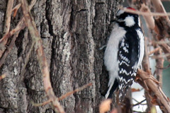 downy woodpecker 089