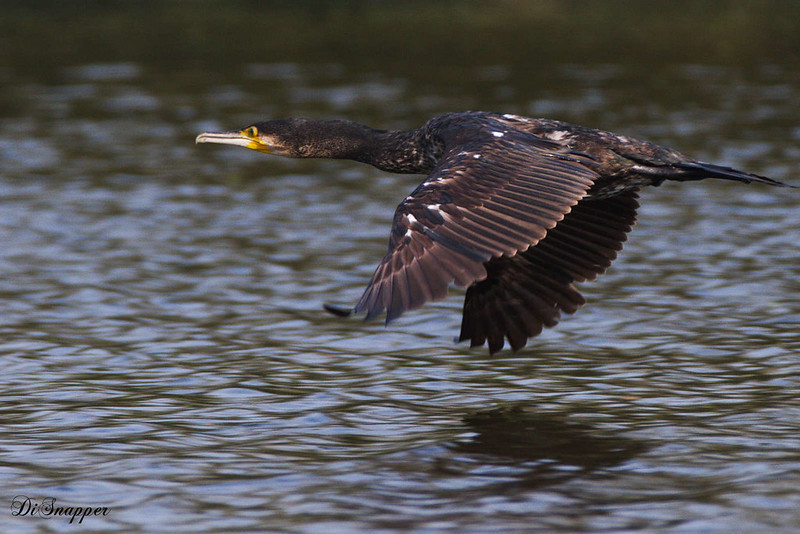 Greater Cormarant in flight