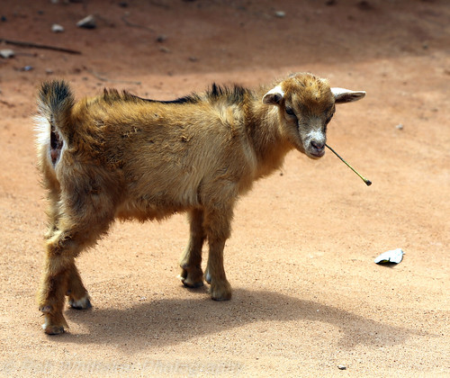 village goat maritime westafrica togo voodoo lome togoville africaoverland vodon sazzoo robwhittaker robwhittakerphotography sazzoocom